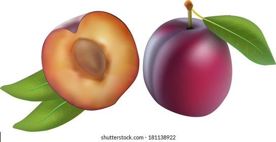 Plum, vector