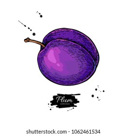 Plum vector drawing. Hand drawn isolated fruit. Summer food  illustration. Detailed vintage vegetarian sketch. Great for label, poster, print, menu, packaging design.