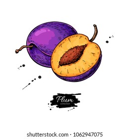Plum vector drawing. Hand drawn fruit and sliced pieces.  Summer food illustration. Detailed vegetarian sketch. Great for label, poster, print, menu, packaging design