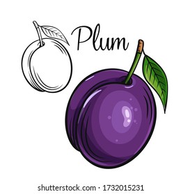 Plum vector drawing icon. Hand drawn fruit in retro style, illustration for design advertising products shop or market.