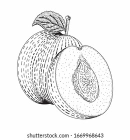 Ilustración de estilo vectorial de ciruela grabada para carteles, decoración e impresión. Dibujo a mano de fruta de la pasión en monocromo. Dibujo detallado de linchas de comida vegetariana. La imitación de la tabla de raquetas.