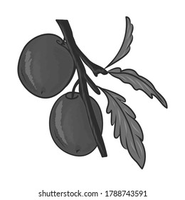 Plum. Vector graphic drawing. Close-up. There are black, white, gray shades. Drawn by hand. Can be used for websites, stickers, collages, magazines, children's books.