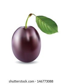 Plum vector illustration