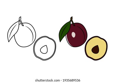Plum vector illustration. Plum for coloring book. Natural fresh farm food for healthy nutrition isolated on white background