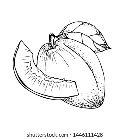 Plum vector illustration. Engraved organic food hand drawn sketch engraving illustration. Black white apple isolated on white background