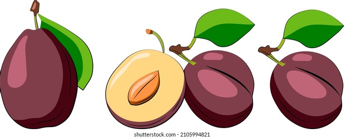 Plum. Vector illustration. Fruits isolated on a white background.