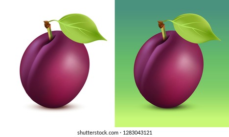 Plum vector illustration on white and green background. Close up fruit for garden web site or vegetarian menu.