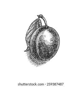  plum, vintage fruit