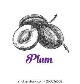 plum, vintage fruit, vector