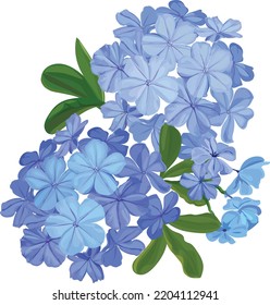 Ilustración del vector de flores Plumbago auriculata