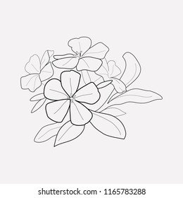 Plumbago icon line element. Vector illustration of plumbago icon line isolated on clean background for your web mobile app logo design.