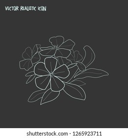 Plumbago icon line element. Vector illustration of plumbago icon line isolated on clean background for your web mobile app logo design.