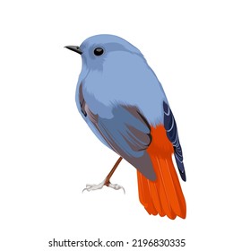 Plumbeous water redstart bird vector illustration