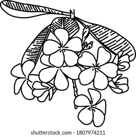 Dibujos de flores de Plumera o Frangipani mientras el fondo es blanco.