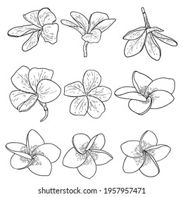 Plumeria blooms hand drawn set. Exotic flowers blooming from tropics set. Traditional floral foliage from Hawaii, Bali collection. Open buds Plumeria petals drawing line art. Vector.