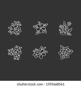 Plumeria chalk icons set. Exotic region flowers. Flora of Indonesian islands. Small tropical plants. Blossom of frangipani with leaves. Nature of Bali. Isolated vector chalkboard illustrations