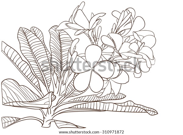 Plumeria Drawing Flower Vector Coloring Stock Vector (Royalty Free ...