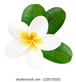 Plumeria. Exotic flower.