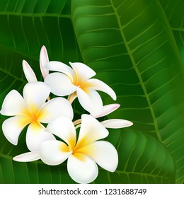 Plumeria. Exotic flower. Bouquet of exotic flowers.