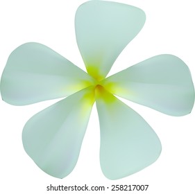 Plumeria Flower.