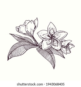 Plumeria Flower Blossom And Leaves. Ink Black And White Doodle Drawing In Woodcut Outline Style. Vector Illustration