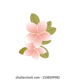 Plumeria flower in contour style isolated on white background. Exotic flower sketch for summer design.