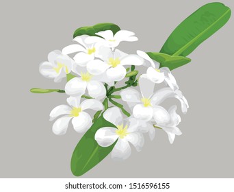 Plumeria flower Dawing to Vector