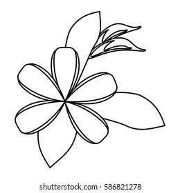 plumeria flower decoration thin line