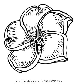 Plumeria flower design. Tropical flower of exotic plant made of real plumeria. Blossom of Hawaiian frangipani with open petals, isolated. Traditional floral welcome decoration. Vector.