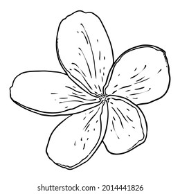 Plumeria flower design. Tropical flower of exotic plant made of real plumeria. Blossom of Hawaiian frangipani with open petals, isolated. Traditional floral welcome decoration. Vector.