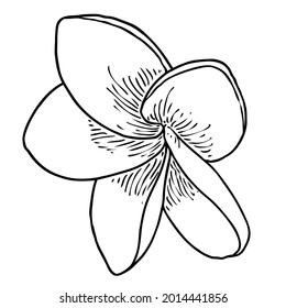 Plumeria flower design. Tropical flower of exotic plant made of real plumeria. Blossom of Hawaiian frangipani with open petals, isolated. Traditional floral welcome decoration. Vector.