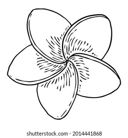 Plumeria flower design. Tropical flower of exotic plant made of real plumeria. Blossom of Hawaiian frangipani with open petals, isolated. Traditional floral welcome decoration. Vector.