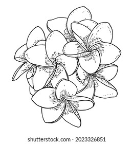 Plumeria flower design. Tropical flower of exotic plant made of real plumeria. Blossom of Hawaiian frangipani with open petals, isolated. Traditional floral welcome decoration. Vector.