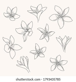 Flor de Plumeria. Diferentes tipos de flores. Ilustración vectorial de línea plana.