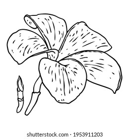 Plumeria flower. Exotic tropical jungle floral blooming for decoration and pattern making. Caribbean, outside plant head, open bloom. Line hand drawing style art. Vector.