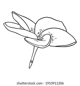 Plumeria flower. Exotic tropical jungle floral blooming for decoration and pattern making. Caribbean, outside plant head, open bloom. Line hand drawing style art. Vector.