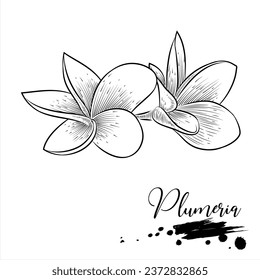 Plumeria flower hand drawing , plant vector illustration