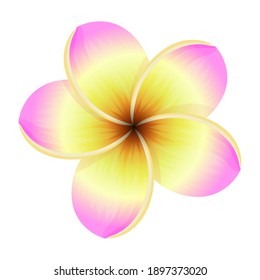 赤素馨花的圖片 庫存照片和向量圖 Shutterstock