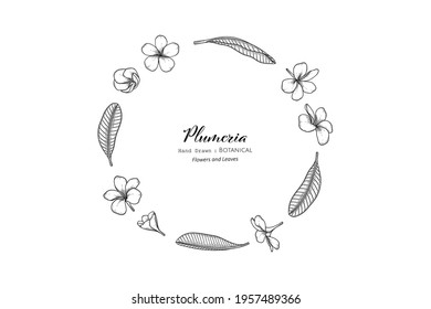 Plumeria flower and leaf hand drawn botanical illustration with line art.
