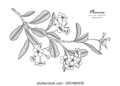 Plumeria flower and leaf hand drawn botanical illustration with line art.