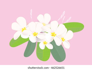 plumeria flower with leaves isolated picture vector illustration