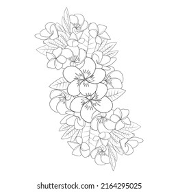 
plumeria flower line art sketch with outline stroke of doodle coloring page for print