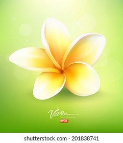 Plumeria flower on nature background, vector illustration