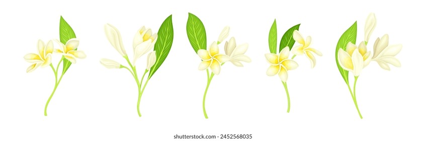Plumeria Flower with Stem as Exotic Tropical Flora Vector Set