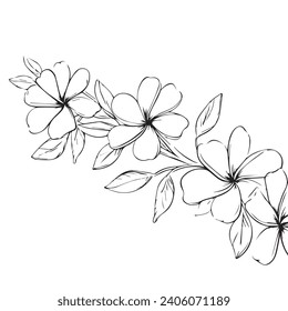 Plumeria flower vector Black and white