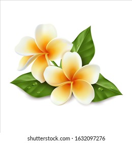 Plumeria flower. Vector illustration in realistic style. Tropical leaves on a white background. Colorful image of petals stamens pistils foliage dew