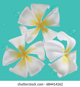 Plumeria flowers background pattern, illustration vector