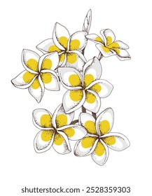 Plumeria flores cacho desenhado à mão ilustração