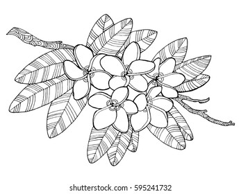 Plumeria flowers coloring book vector illustration. Tattoo stencil. Black and white lines. Lace pattern