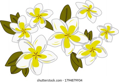 Plumeria Flowers Floral Tropical Hawaiian Flower Pattern design. Illustration vector Art